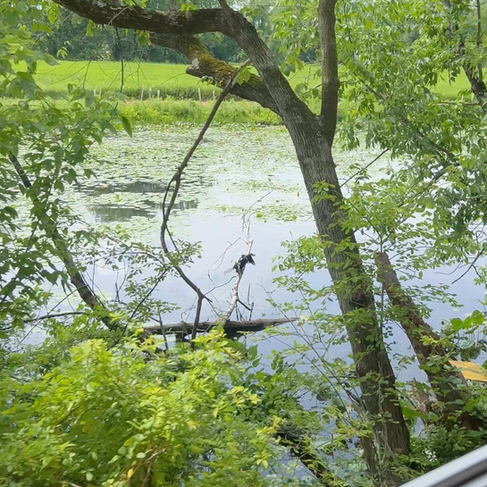 Anhinga