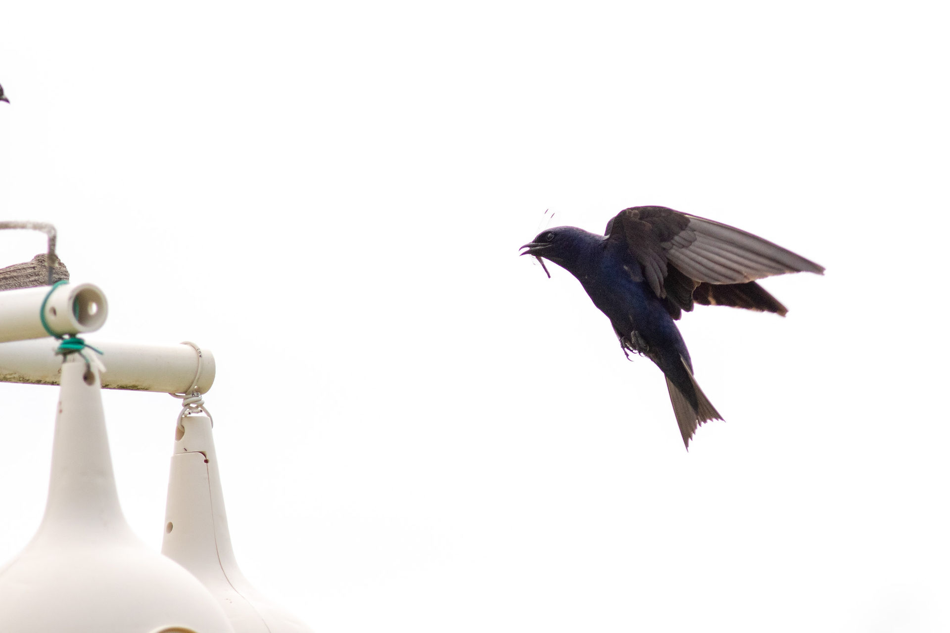 Purple Martin 