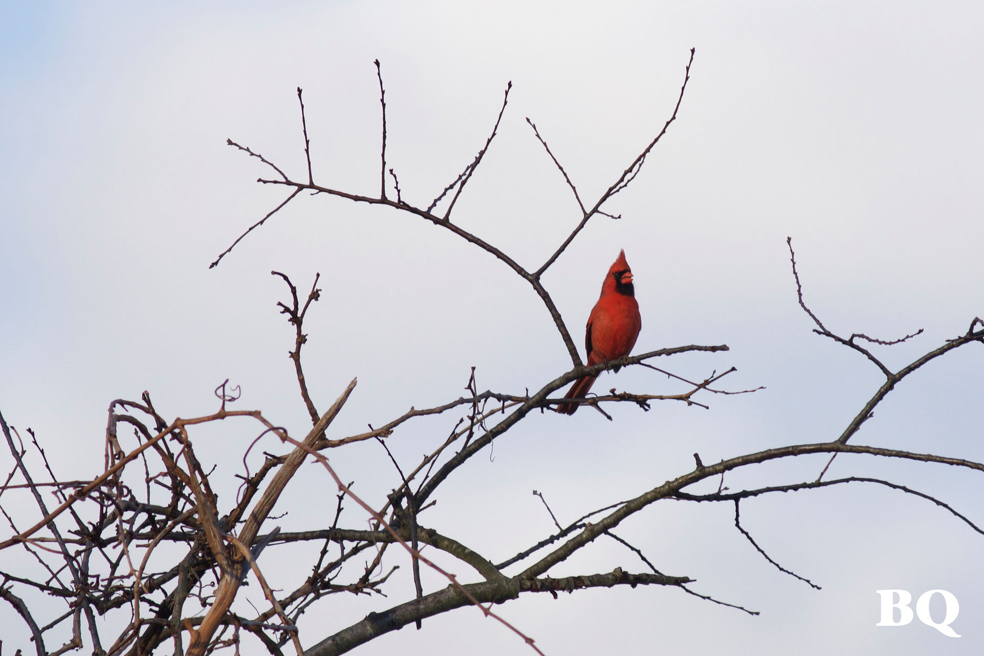 Northern Cardinal