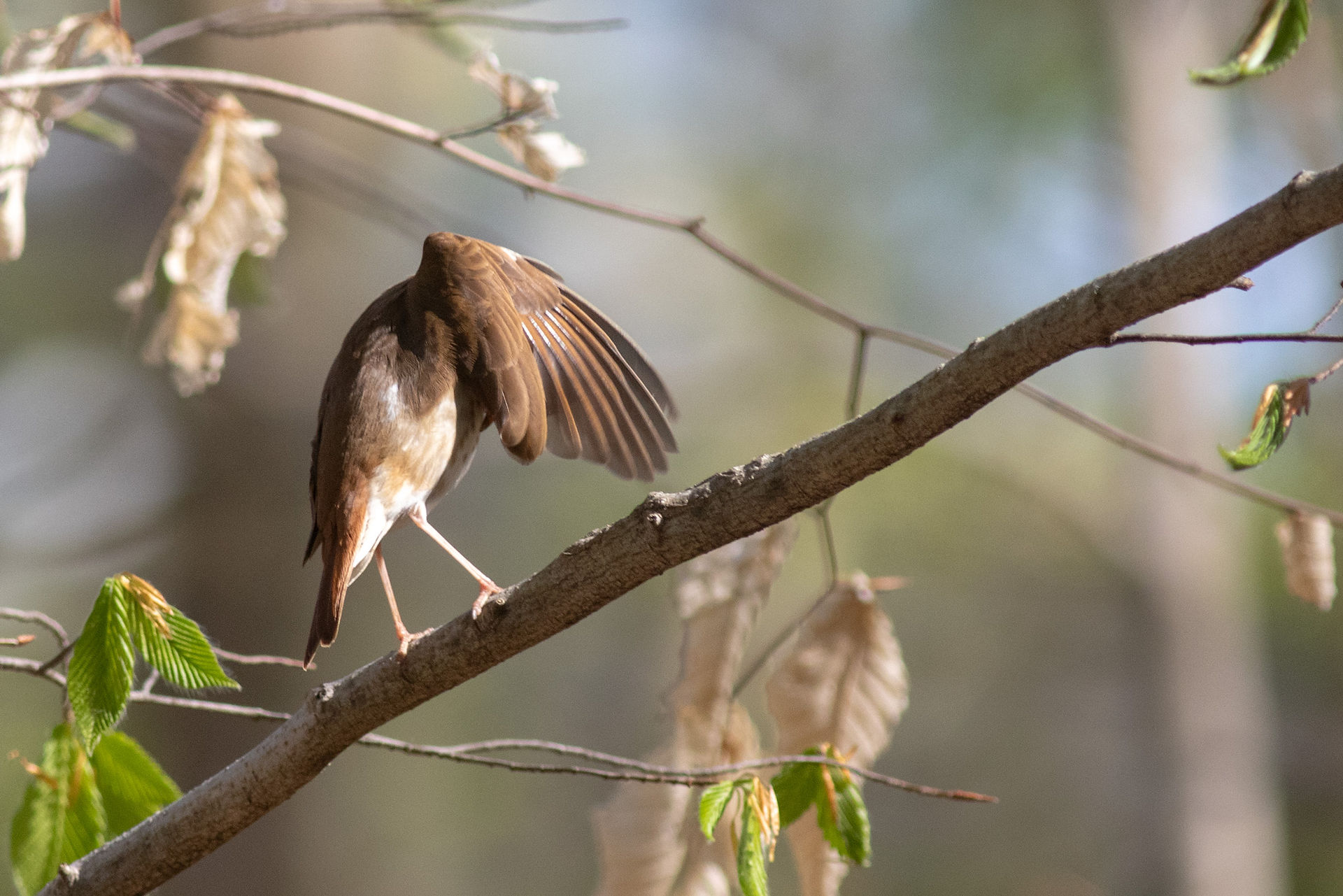 Hermit Thrush preening feather