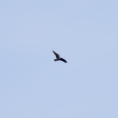 American Crow