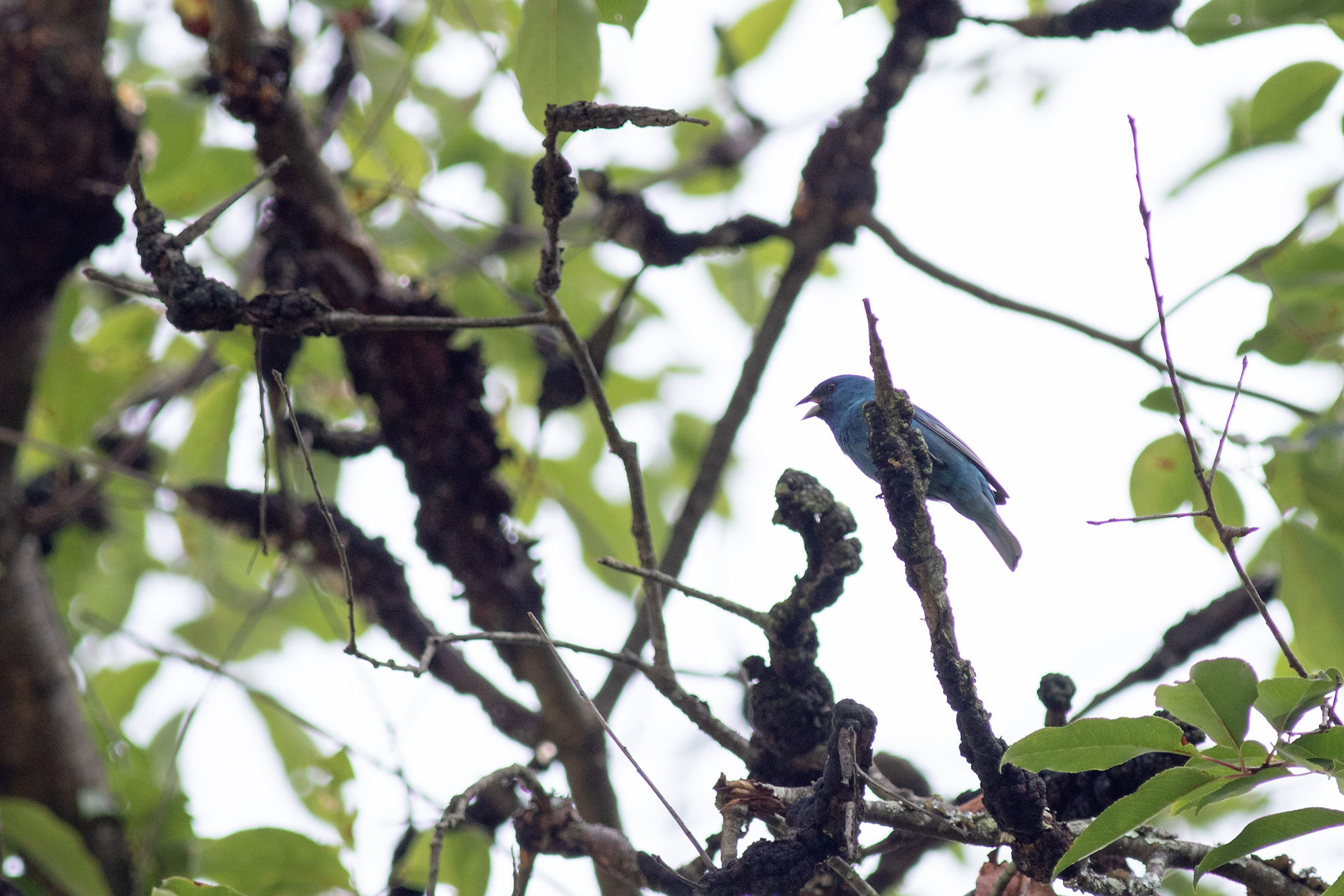Indigo Bunting