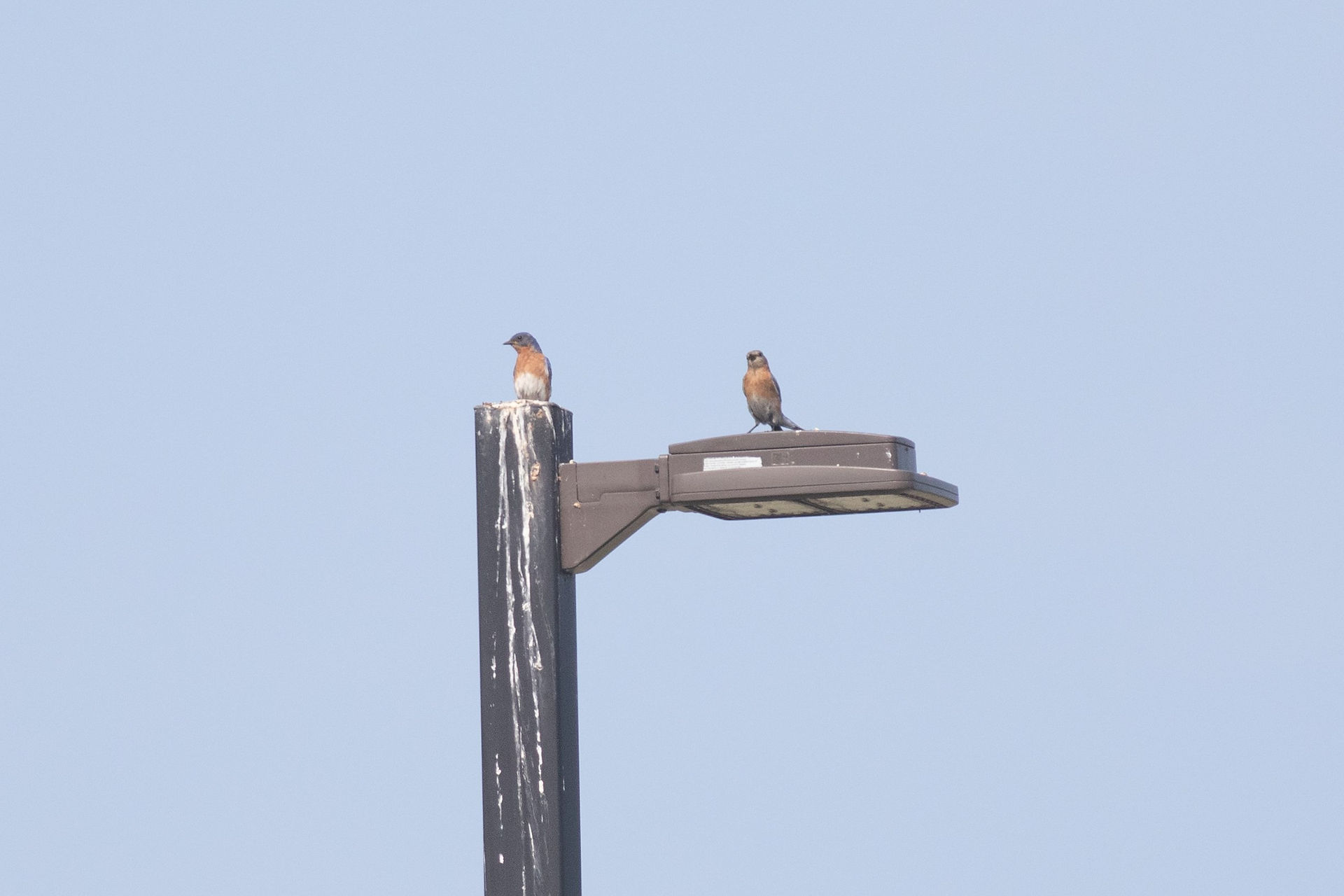 Male & Female Eastern Bluebird