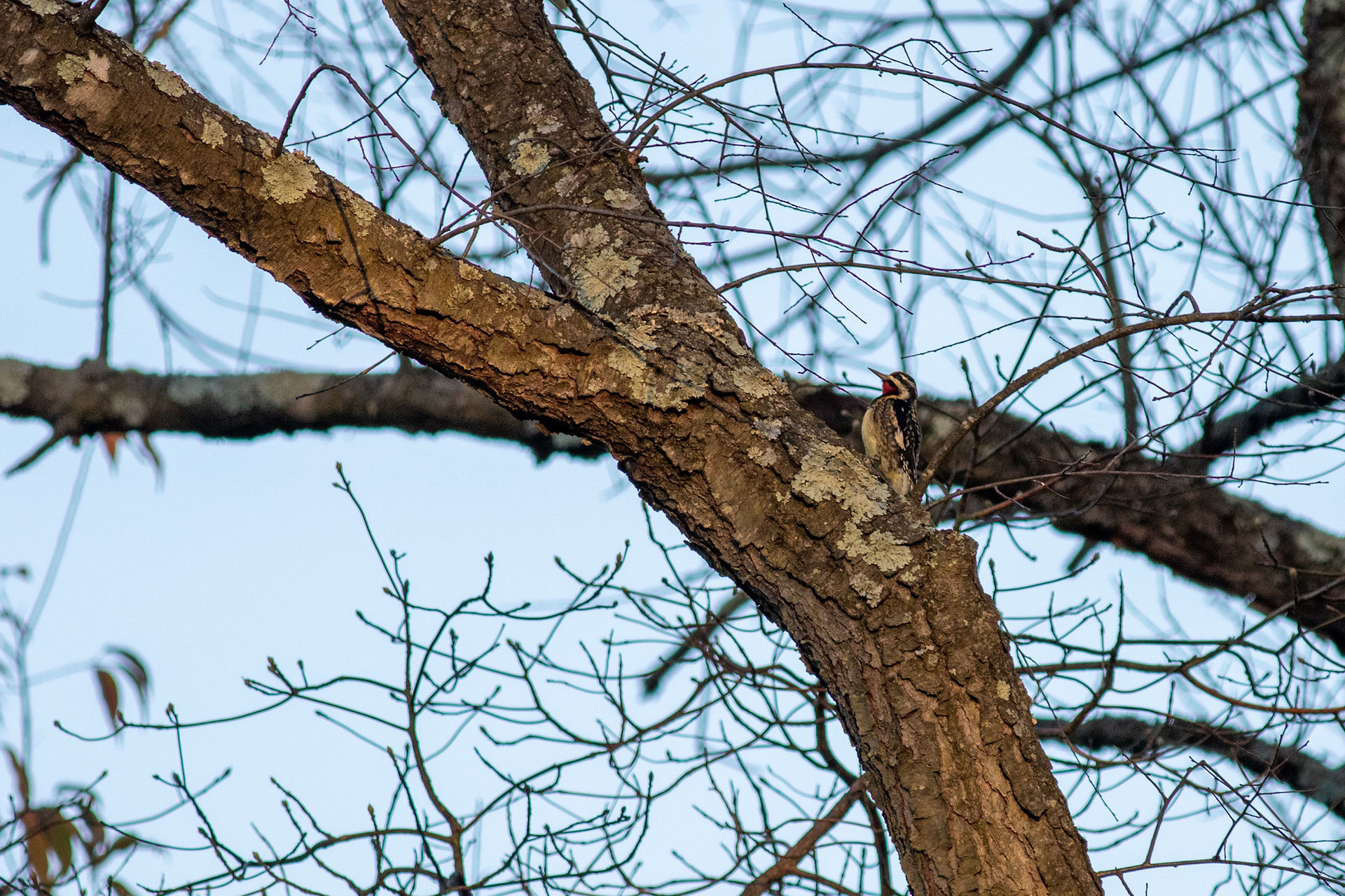 Yellow-bellied Sapsucker by BQ