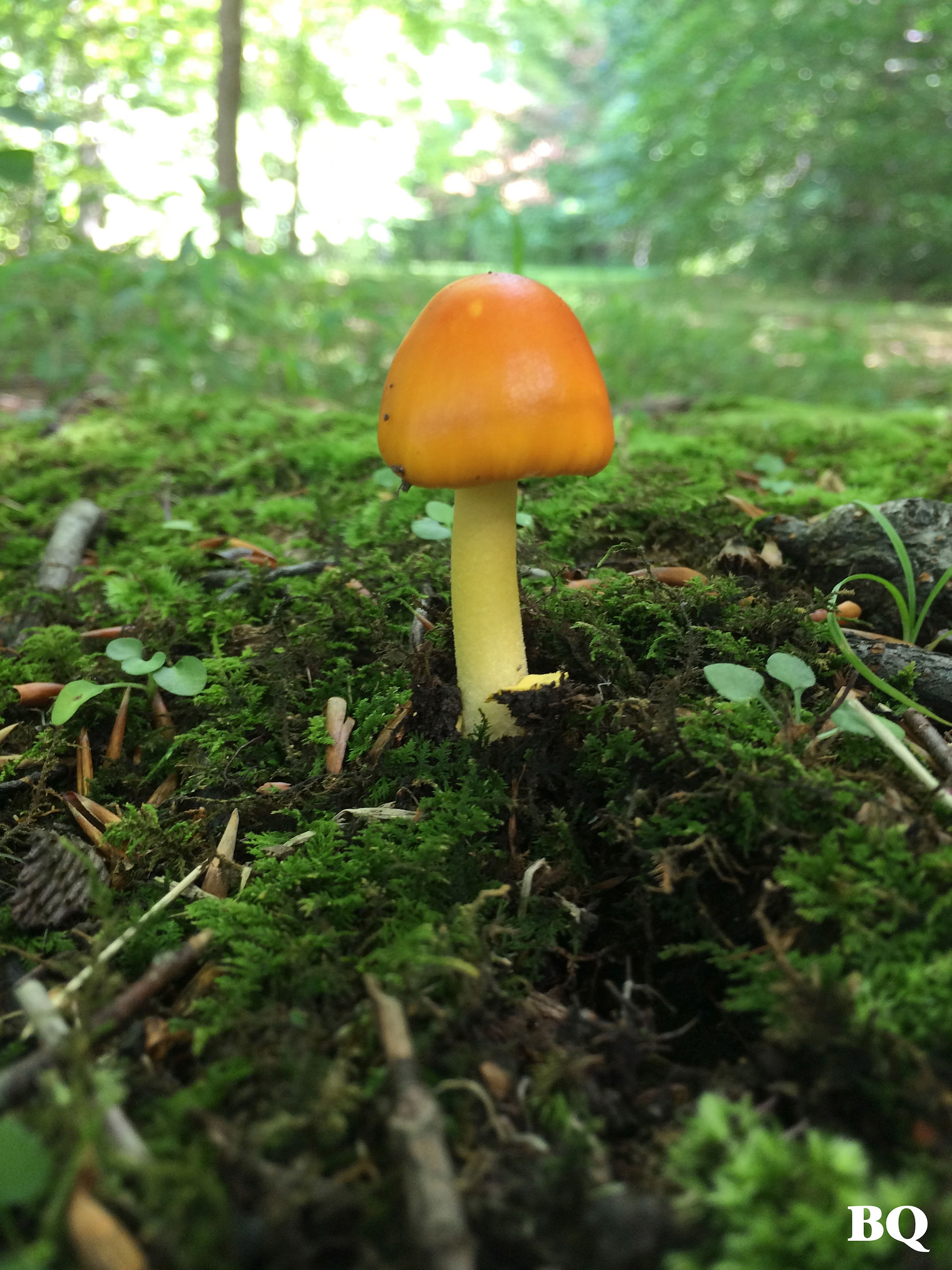 Fungus