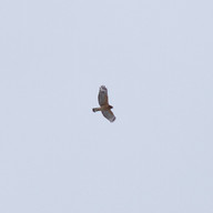 Red-shouldered Hawk