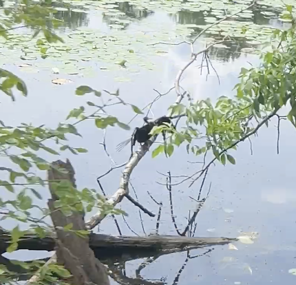 Anhinga
