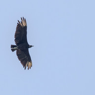 Black Vulture