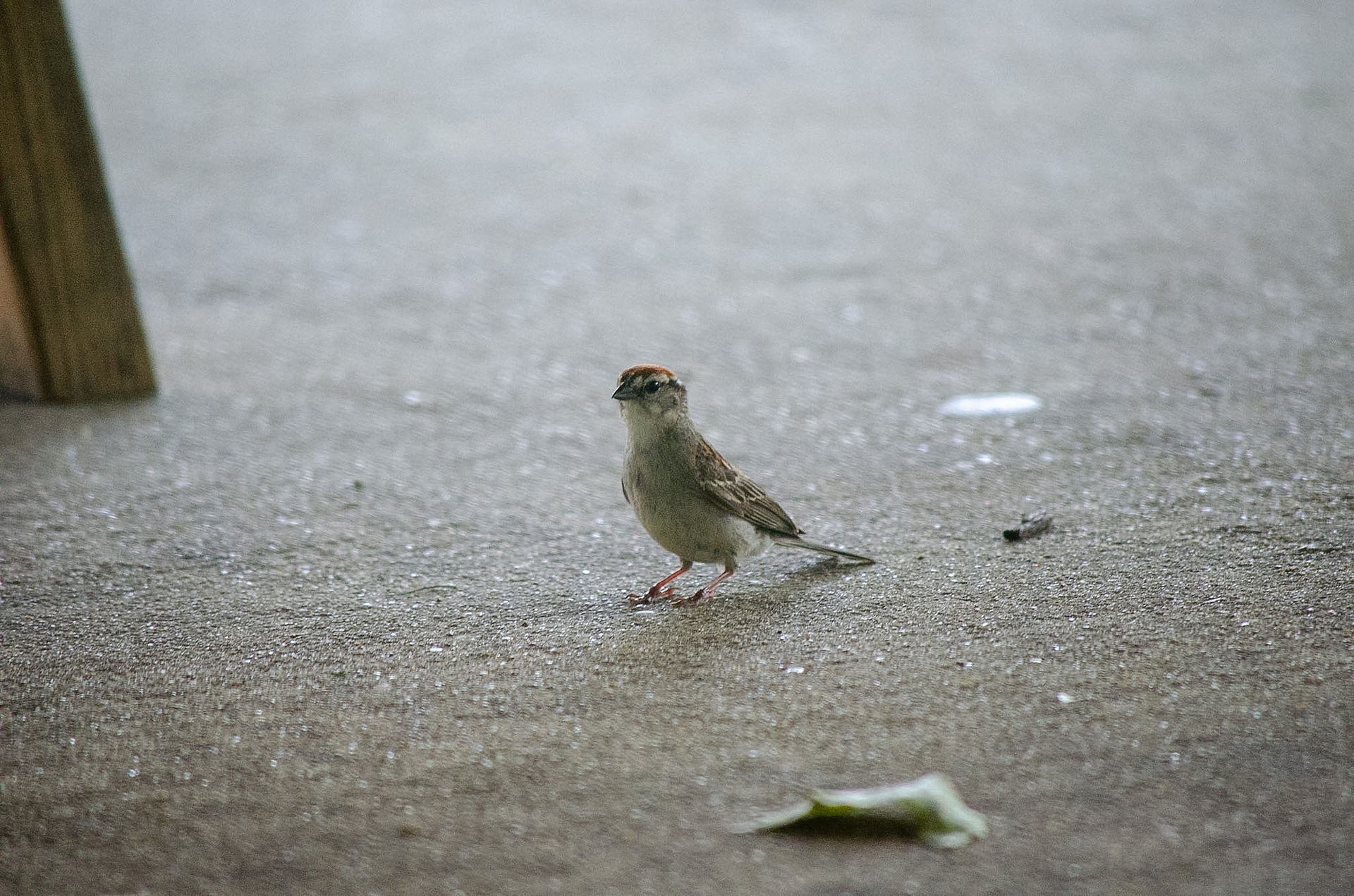 Chipping Sparrow