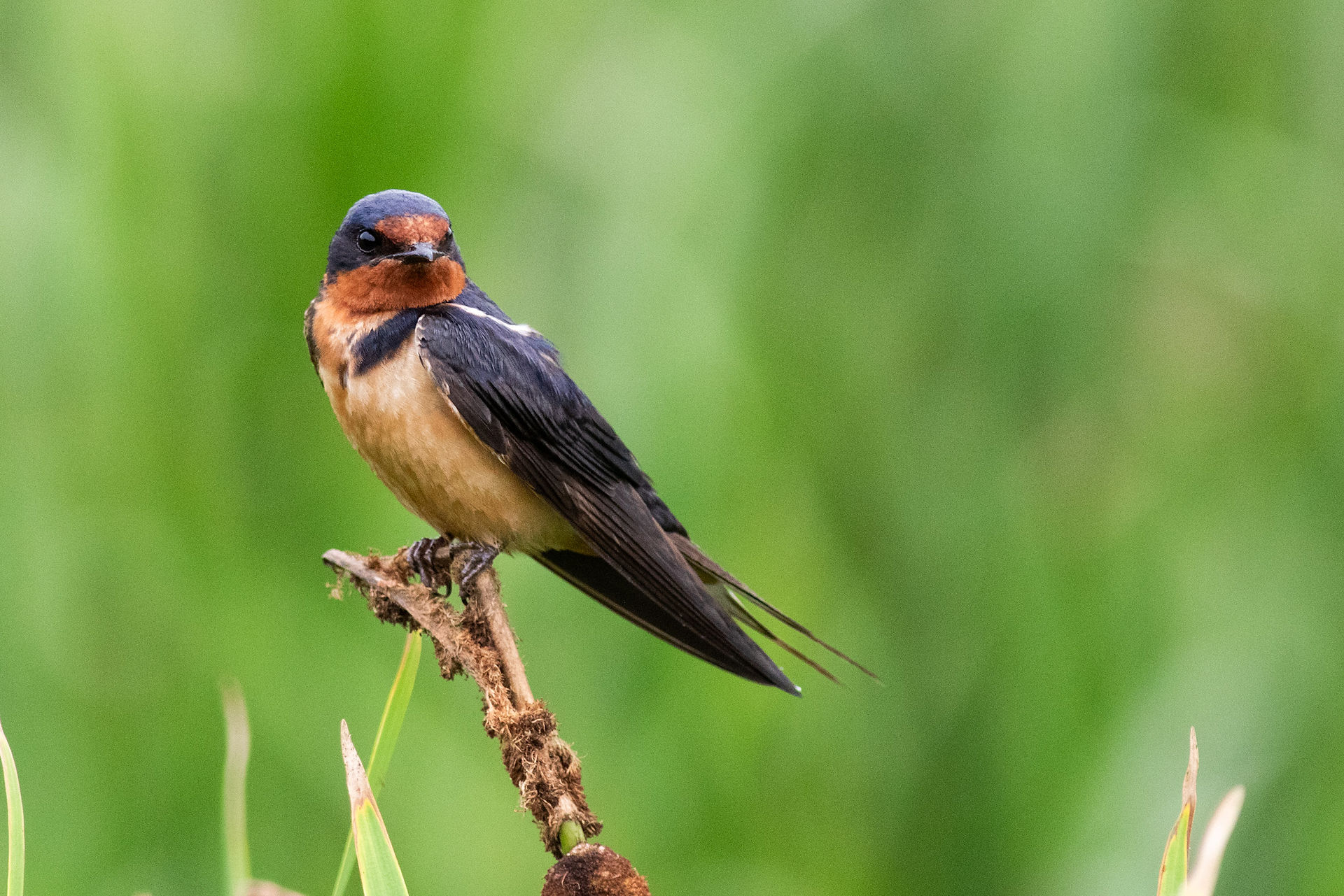 Barn Swallow