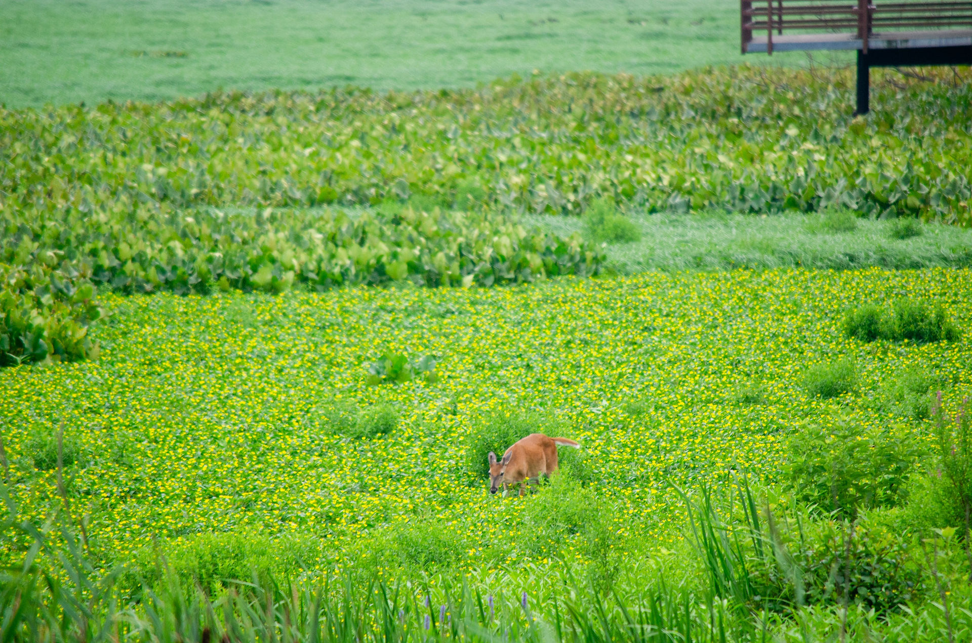 White-tailed Deer
