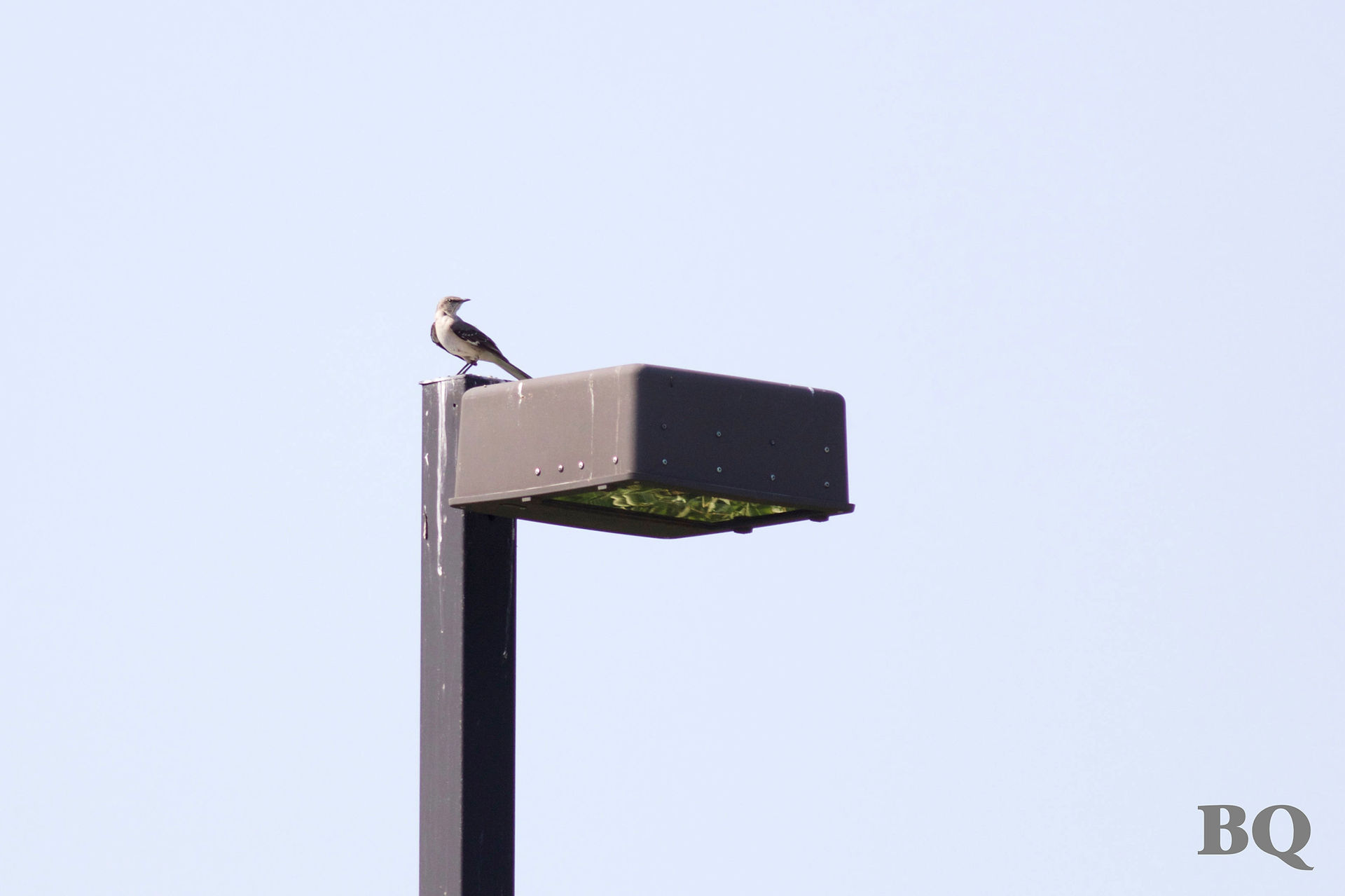 Northern Mockingbird