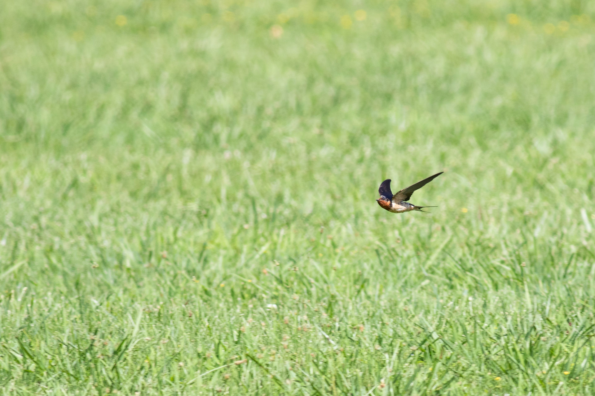 Barn Swallow
