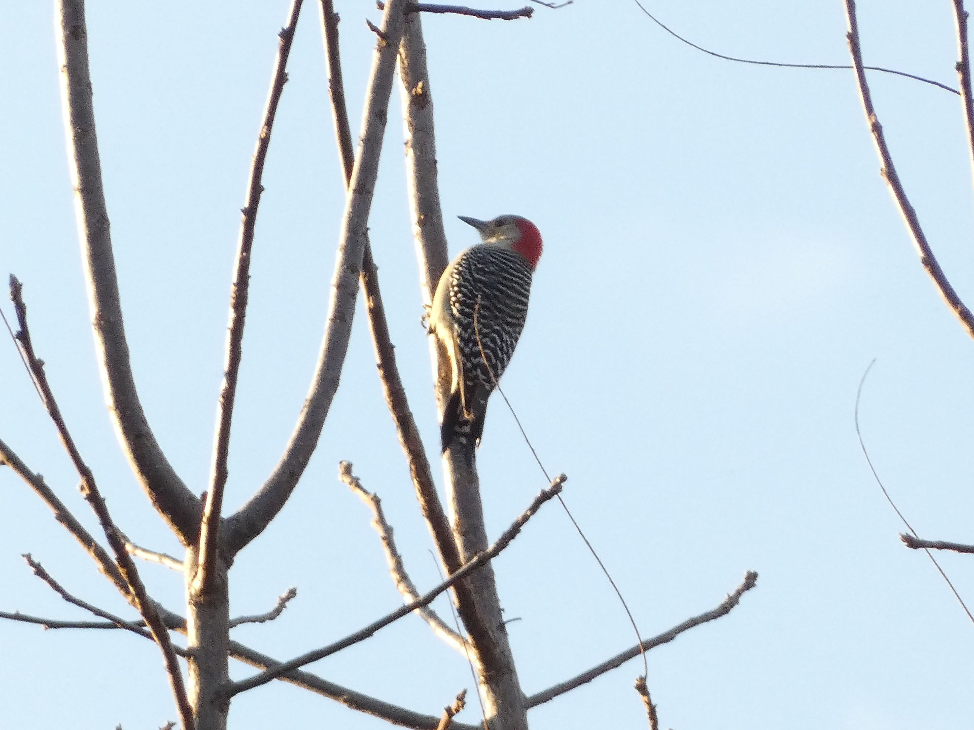 Red-bellied Woodpecker Ethan K