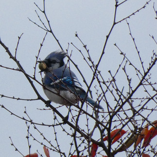 Blue Jay by Ethan Kang
