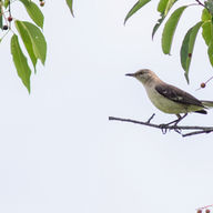 Northern Mockingbird