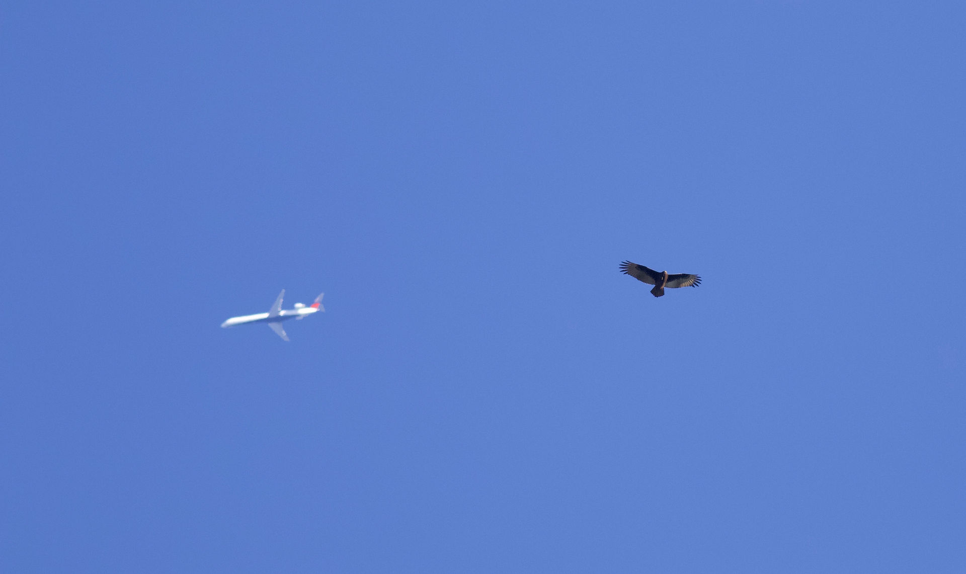Turkey Vulture