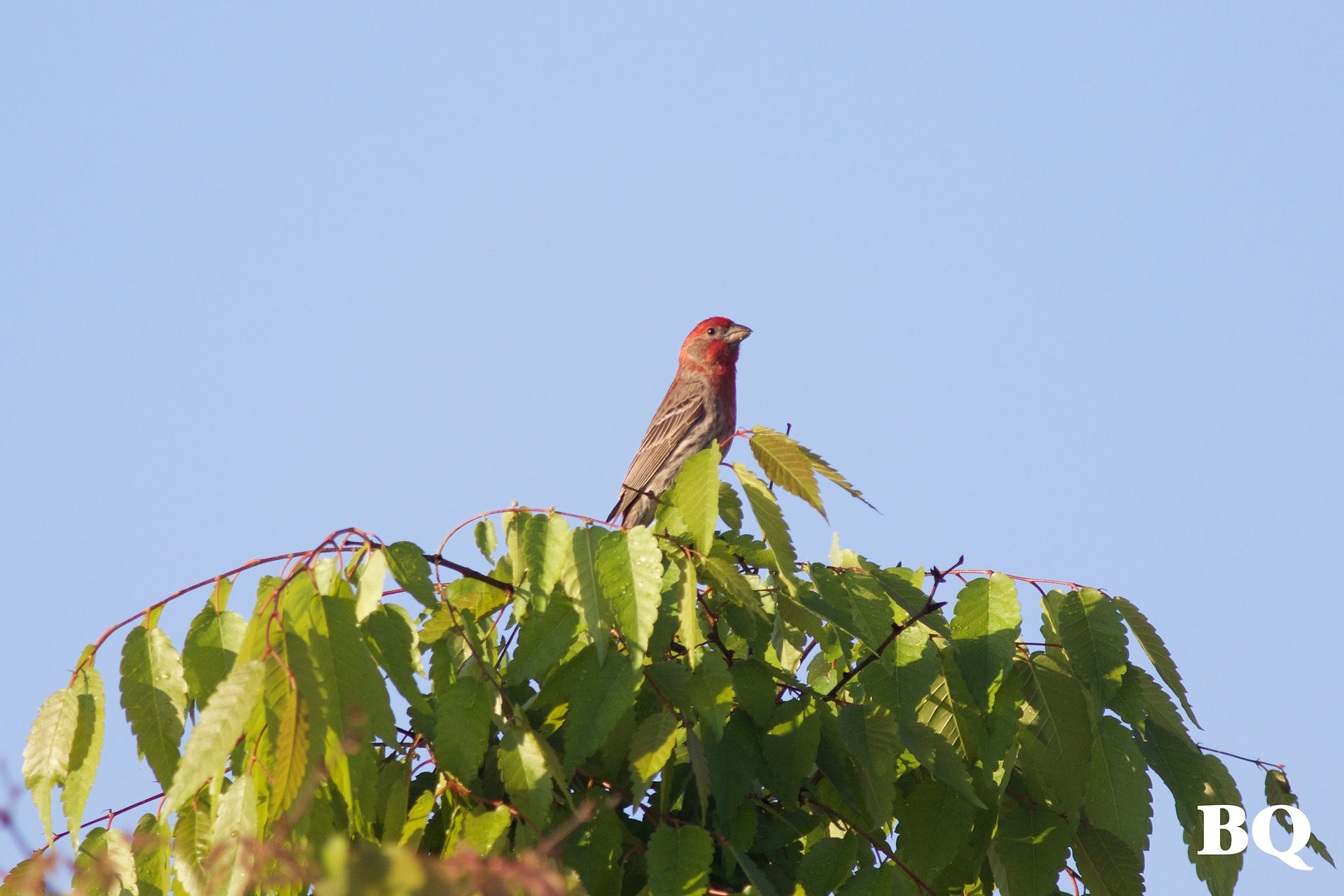 House Finch