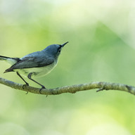 Blue-gray Gnatcatcher