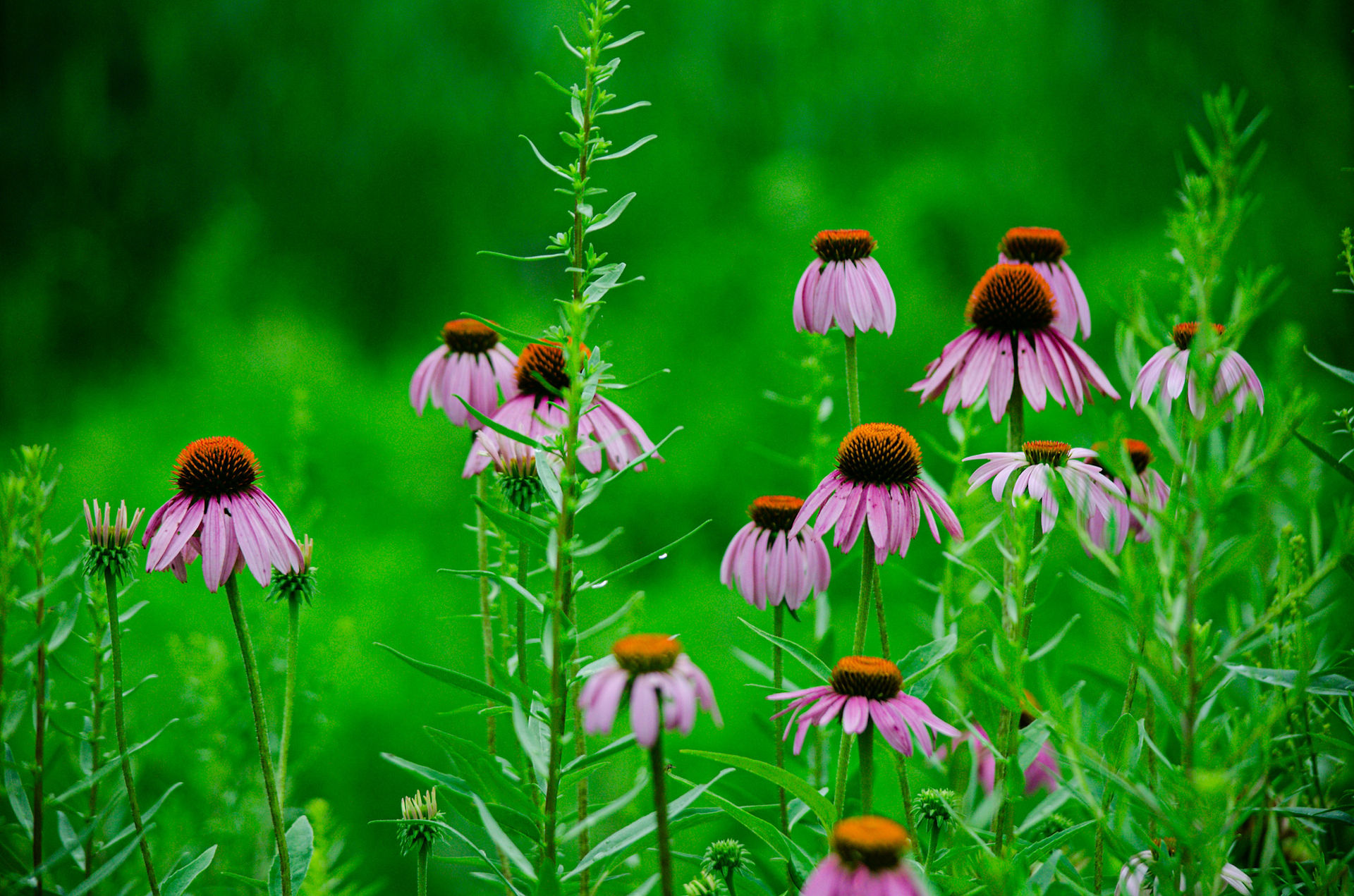 Purple Coneflower
