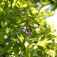 Northern Parula being secretive