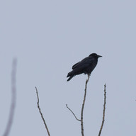 American Crow