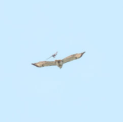 Red-tailed Hawk getting mobbed by a Red-winged Blackbird