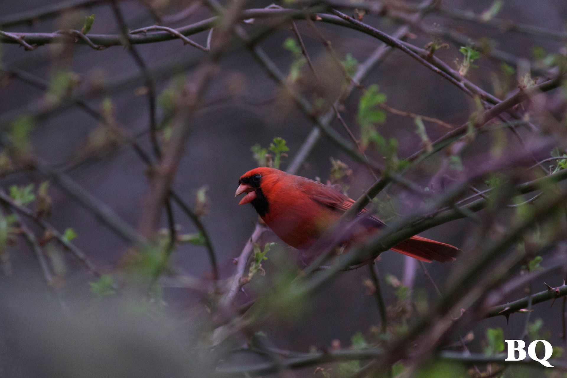 Northern Cardinal