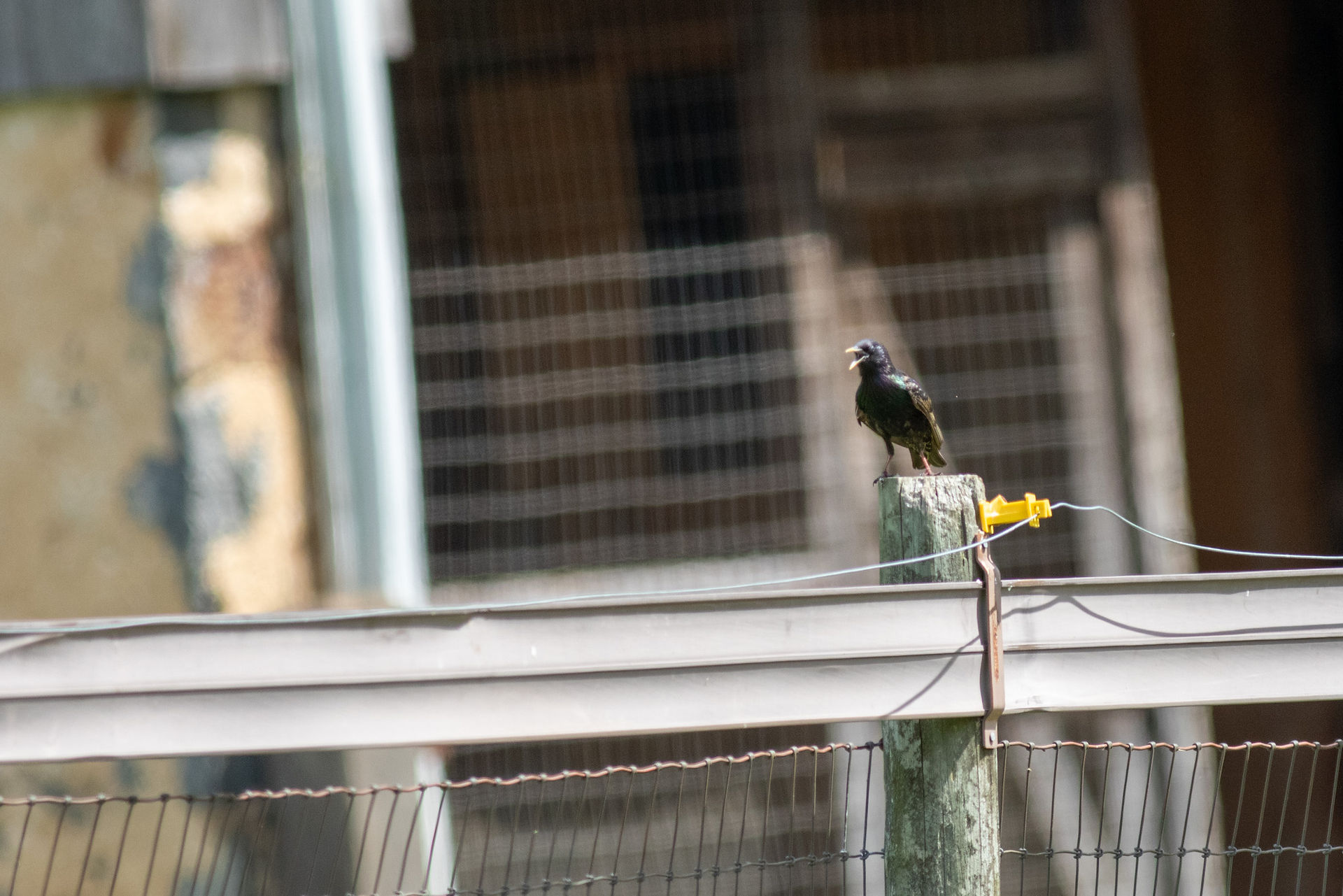 European Starling
