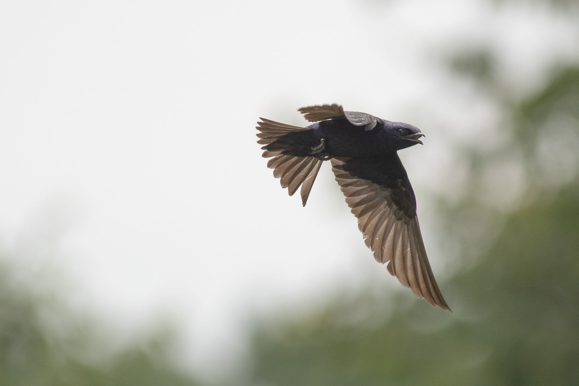 Purple Martin 
