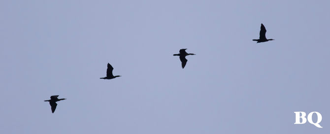 Weekly Report - 2017-10-13 - Migrants on the Move!