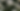 Daisy Background