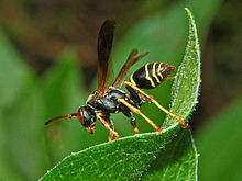 Northern Paper Wasp