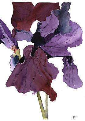 Gill Purple Iris copy 2.jpg