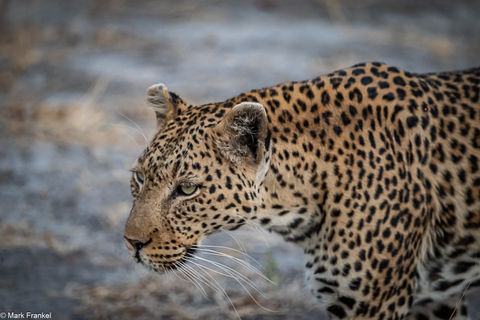 BIG CATS, Botswana