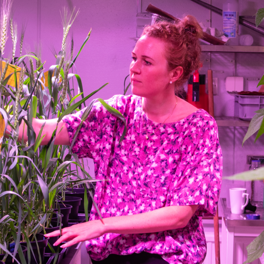 OlsAro Crop Biotech AB - Elén Faxö_edited.jpg
