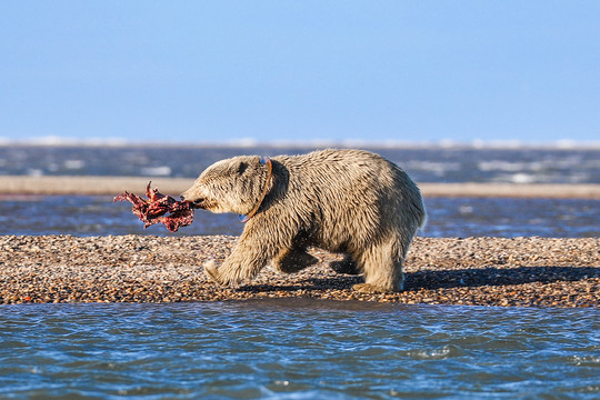 Kaktovik_PolarBears004JuliPhotography.jpg