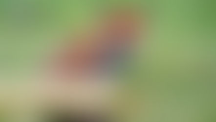 生活分享 – 狐出沒注意