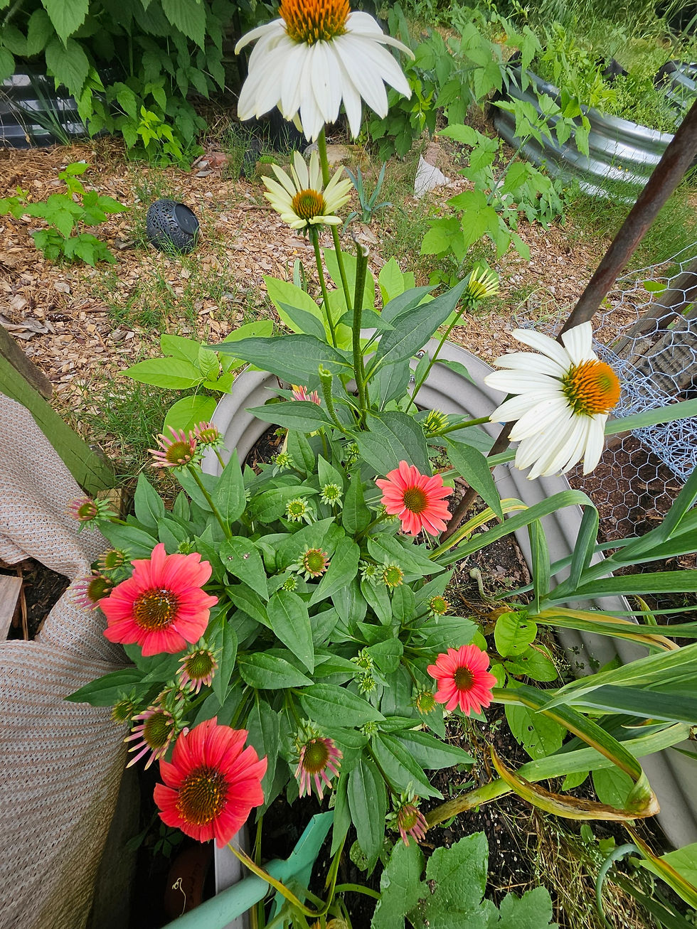 Echinacea is loving life!