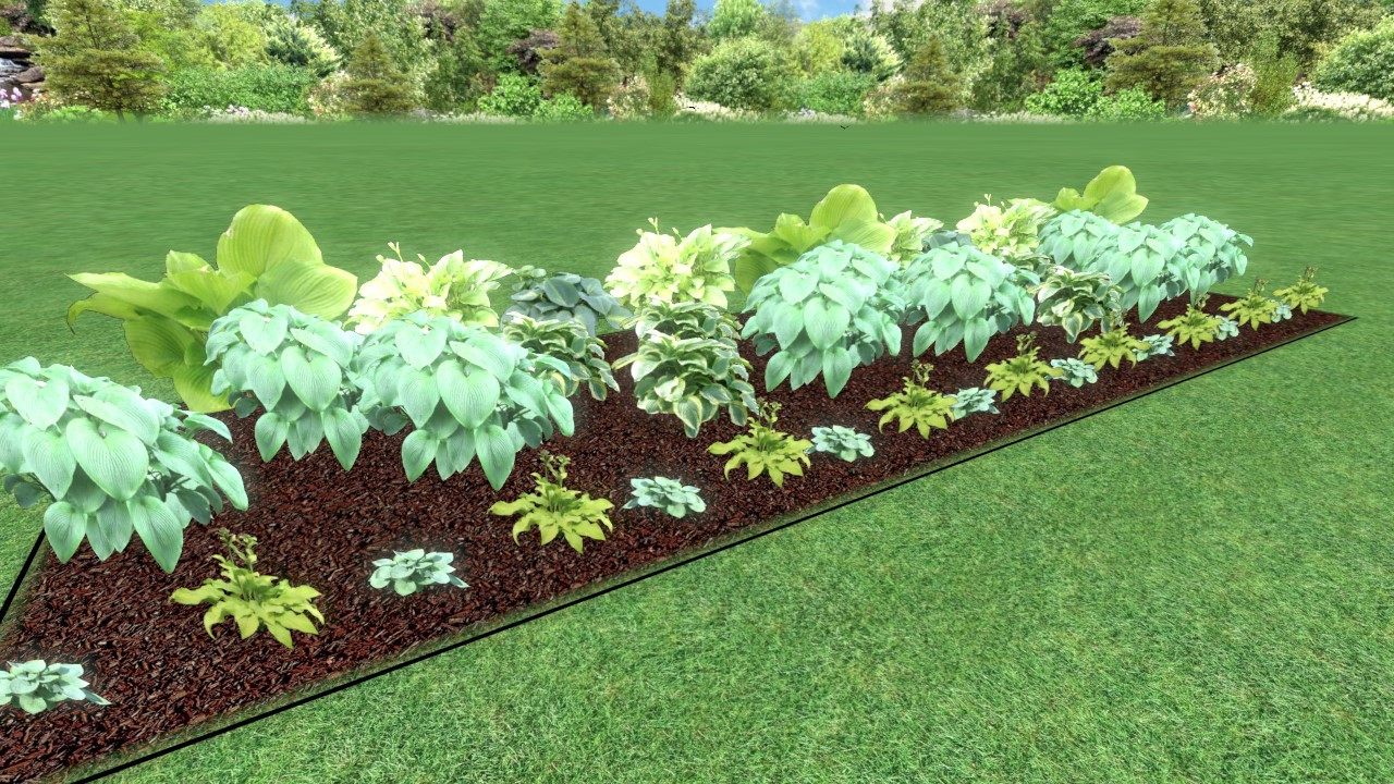 Hosta Garden Plans