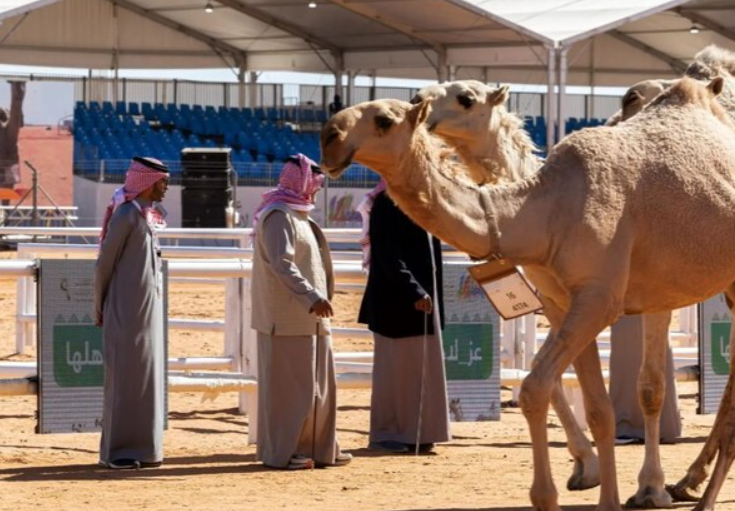 Cultural Highlight at King Abdulaziz Camel Festival: The "Saudi Attire Experience" at the ninth edition of the festival allows visitors to try on traditional Saudi garments, including the thobe, shemagh, agal for men, and colorful women’s clothing, offering an immersive cultural experience.