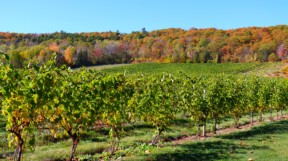 Gaspereau Vineyards