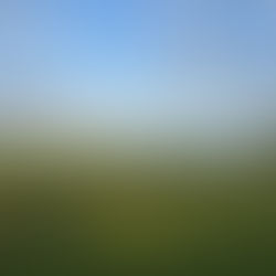 Field with Corn and Silos