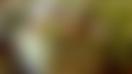 Celebrate Every Day Like It’s Valentine’s Day with Matcha Tiramisu