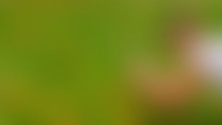 Hop to Ridgeland for Springtime Fun