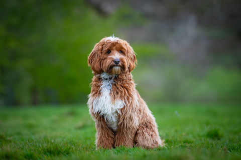 Yogi13.jpg