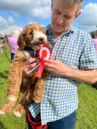 Red labradoodle for sale discount
