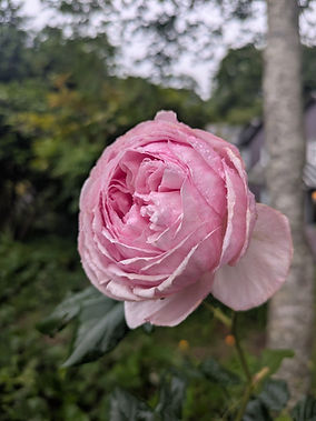 Summer Rose