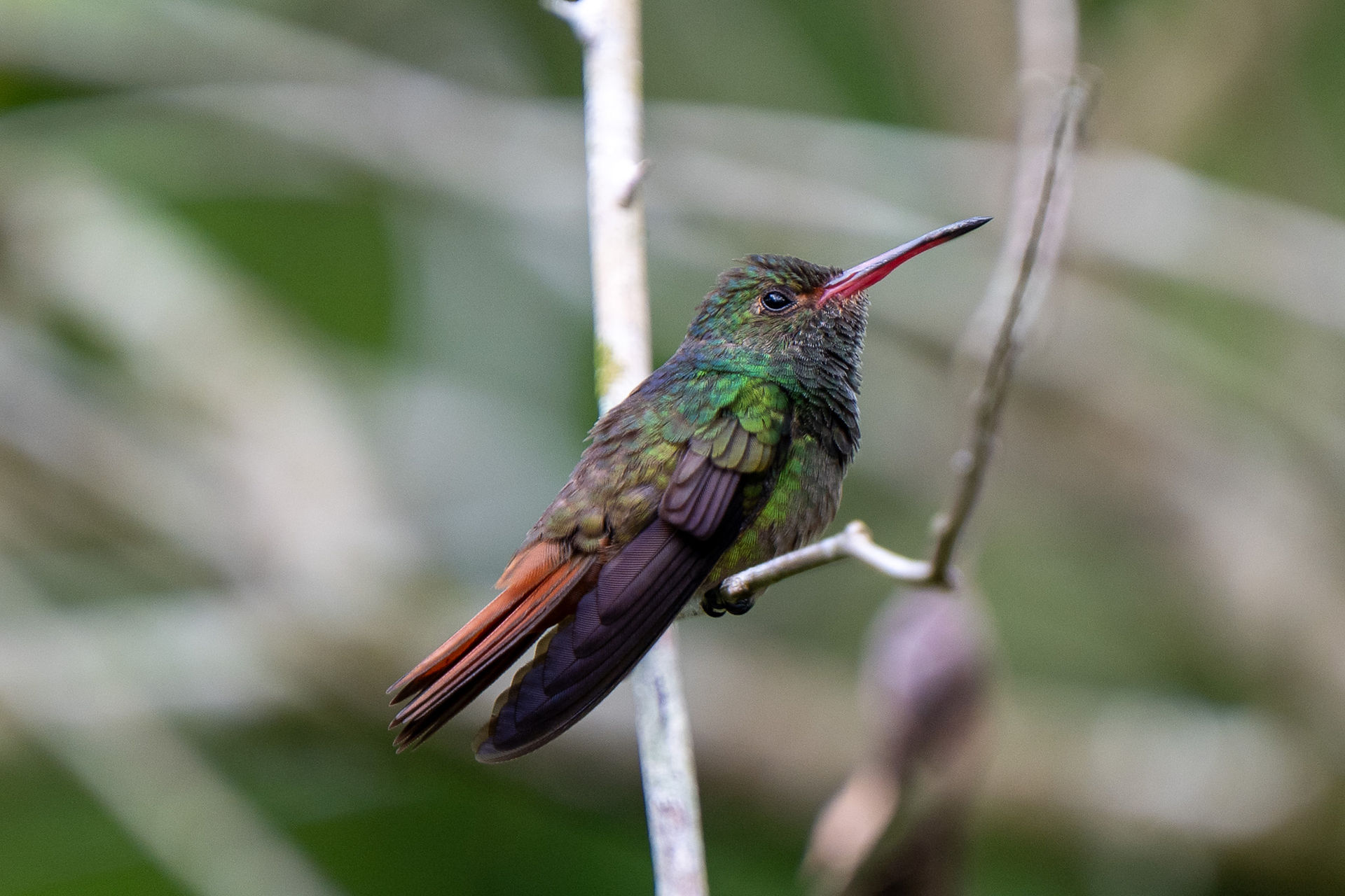 Rufous-tailed hummingbird