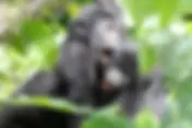 Unveiling the Unmatched Thrill: Gorilla Trekking in Uganda Will Leave You Speechless!